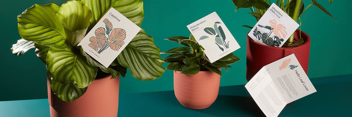 Leaf Envy plants with their corresponding illustrated plant care cards