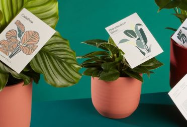 Leaf Envy plants with their corresponding illustrated plant care cards