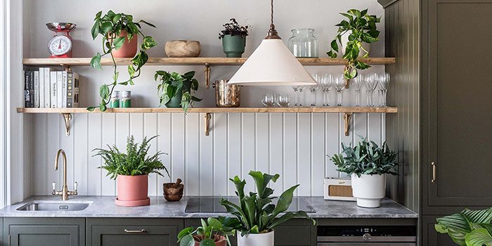 Leaf Envy house plants in a stylish kitchen