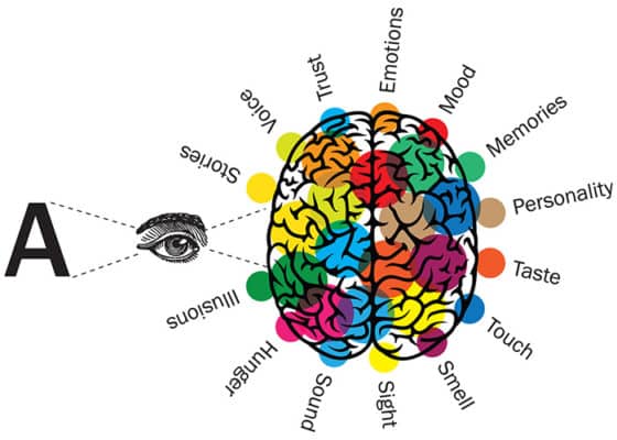 Brain reacting to fonts diagram
