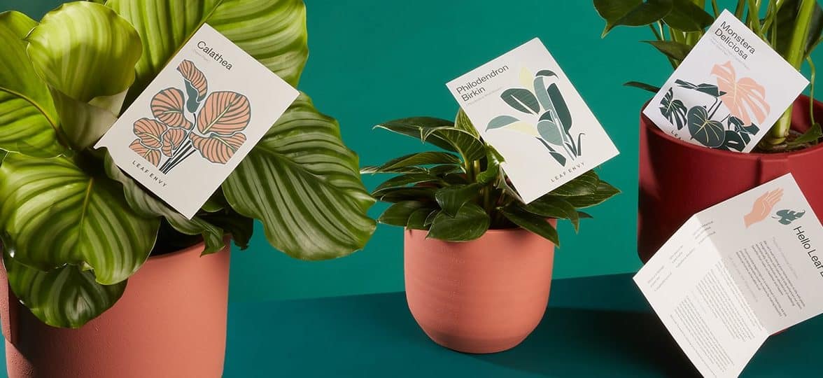 Leaf Envy plants with their corresponding illustrated plant care cards