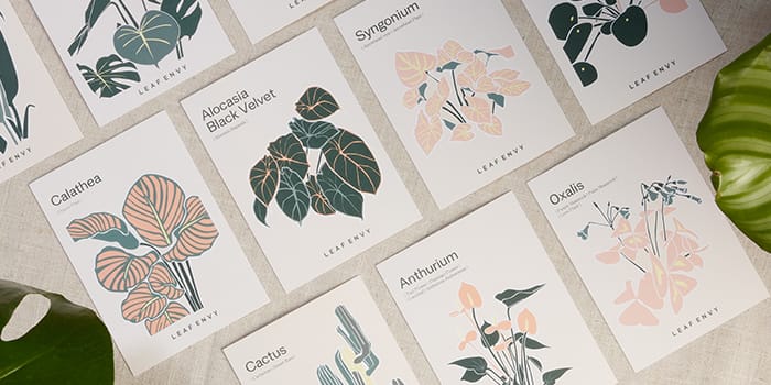 Leaf Envy's illustrated care cards for various plants