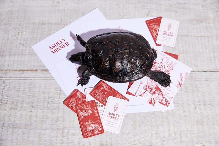 Ashley Minner branded print materials including letterhead, greeting cards, and business cards with a live tortoise on top