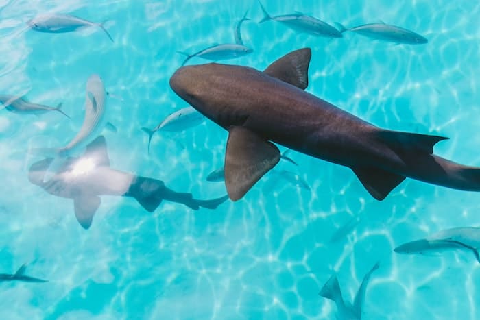 Photo of sharks in Tahiti by Jakob Owens
