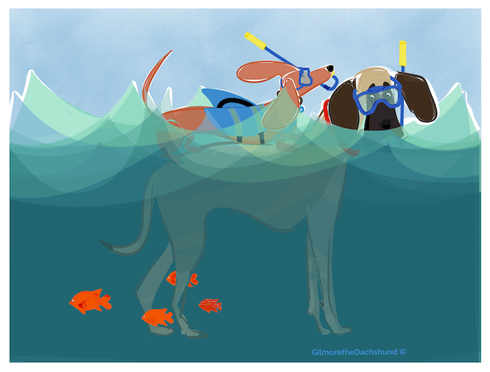 Illustration of a dachshund swimming in the ocean with a bigger dog by Gilmore the Dachshund