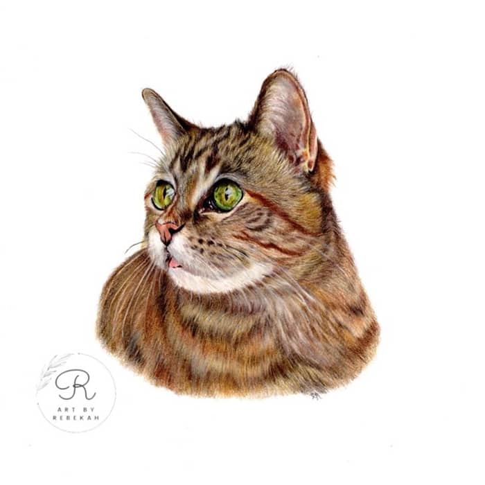 Cat portrait by pet portrait artist Rebekah Mushinski